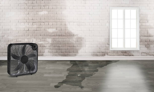 Best Water damage cleanup near me  in Pine Ridge, SD